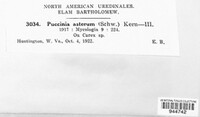 Puccinia asterum image
